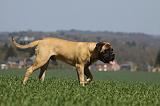 BULLMASTIFF 404